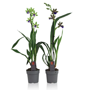 Орхидея Зигопеталум